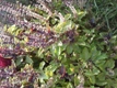 Purple Basil Seeds 5 oz